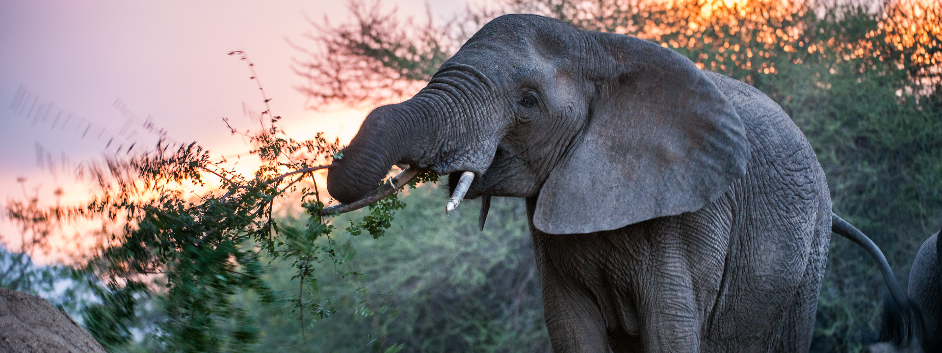 elephant madikwe